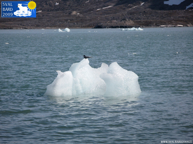 Arctic tern on ice