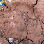 Trace of bear in Worsleyhamna