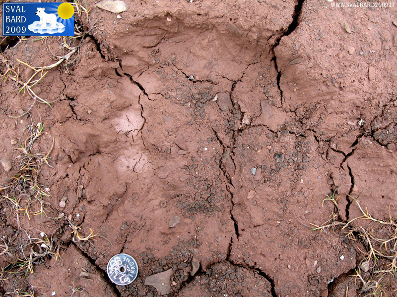 Trace of bear in Worsleyhamna