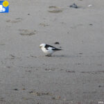 Snow bunting in Blomstrand camp