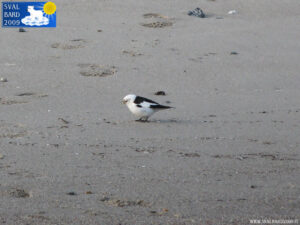 Snow bunting in Blomstrand camp