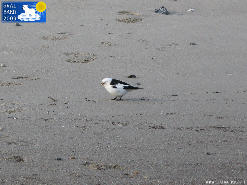 Snow bunting in Blomstrand camp